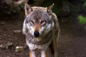 vlk (2)